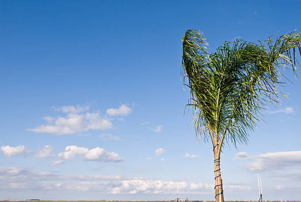 Lonely Palm stock photo