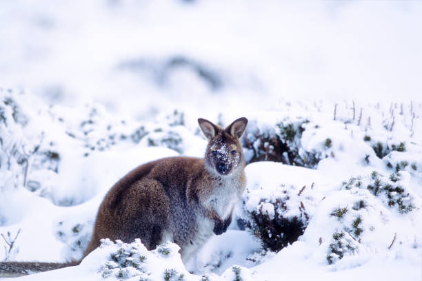 wallaby da neve - tasmanian animals foto e immagini stock