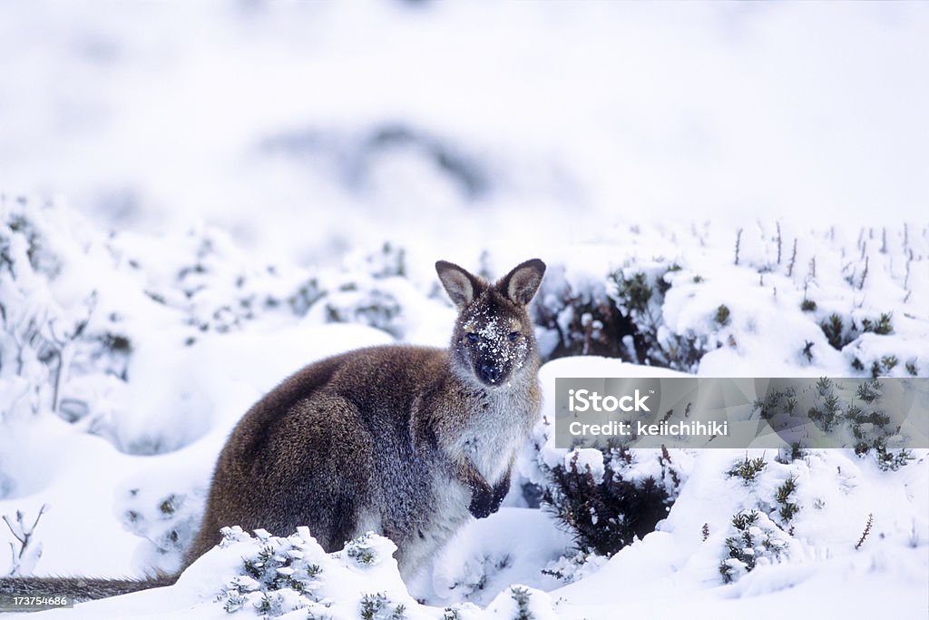 snow wallaby "snow wallaby in Ben Lomond national park in Tasmania, AustraliaRelated images:" Australia Stock Photo
