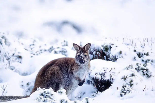 "snow wallaby in Ben Lomond national park in Tasmania, AustraliaRelated images:"