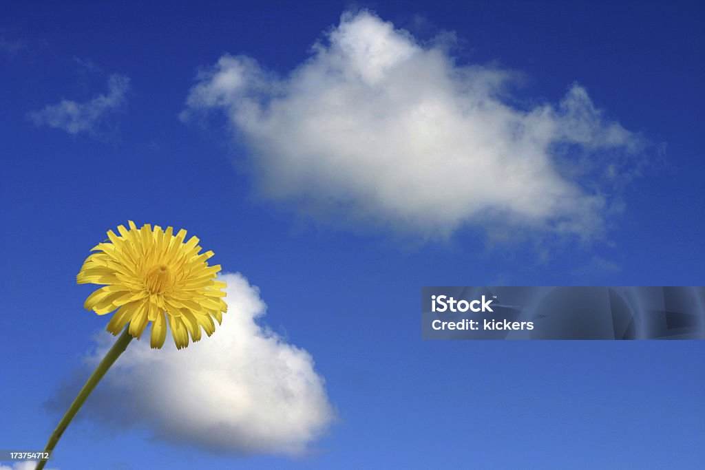 Gelbe Blume und blaue bewölkten Himmel - Lizenzfrei Blatt - Pflanzenbestandteile Stock-Foto