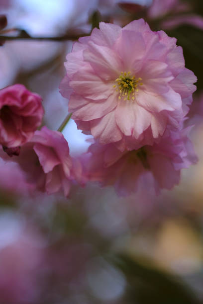 istock Pink sakura flowers bloom in spring. 1737547441