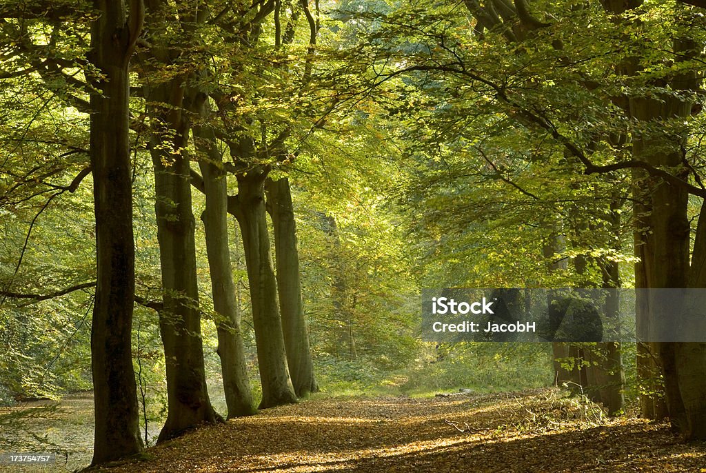 En el bosque de otoño - Foto de stock de Agua libre de derechos