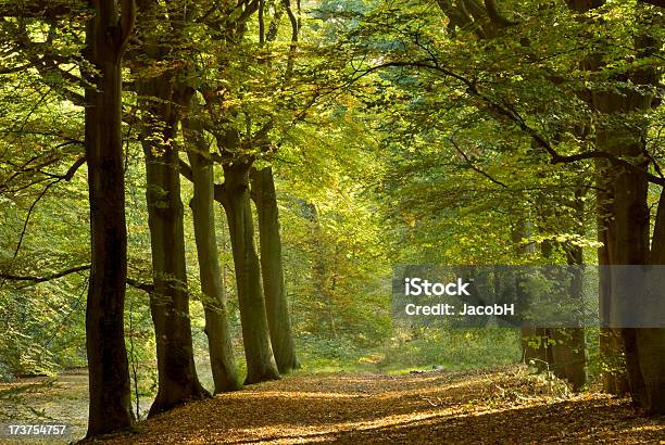가을 숲 0명에 대한 스톡 사진 및 기타 이미지 - 0명, 가을, 금색