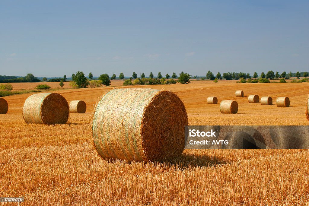 Barba llena de heno Bales Campo - Foto de stock de Agricultura libre de derechos