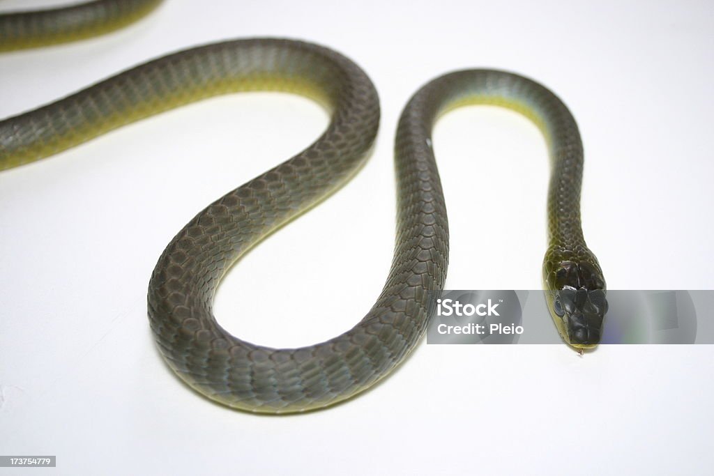 snake tree snake going along Animal Stock Photo