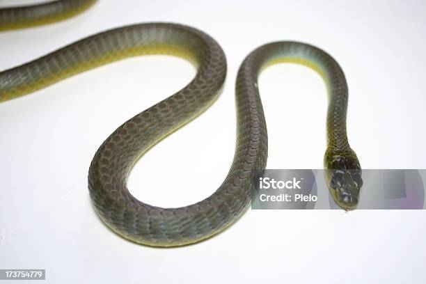 Snake Stock Photo - Download Image Now - Animal, Animal Body Part, Animal Markings