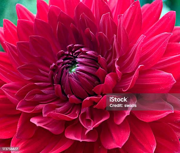 Piano Di Fiore Rosso - Fotografie stock e altre immagini di Close-up - Close-up, Composizione orizzontale, Dalia