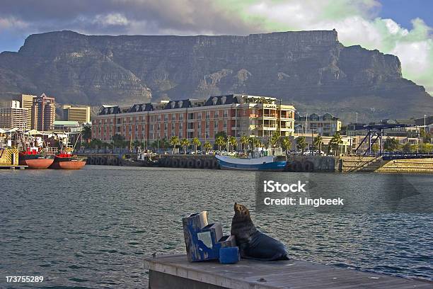 Lungomare Di Città Del Capo - Fotografie stock e altre immagini di Acqua - Acqua, Africa, Animale