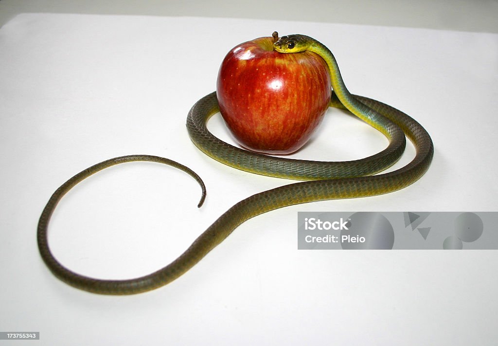 Serpente avvolto intorno con testa su apple - Foto stock royalty-free di Animale