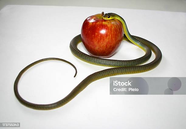 Serpente Avvolto Intorno Con Testa Su Apple - Fotografie stock e altre immagini di Animale - Animale, Birichinata, Brillante