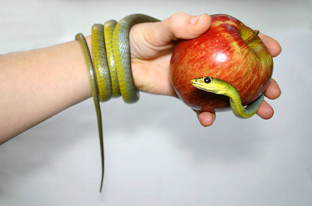 istock green snake apple and hand 173755344