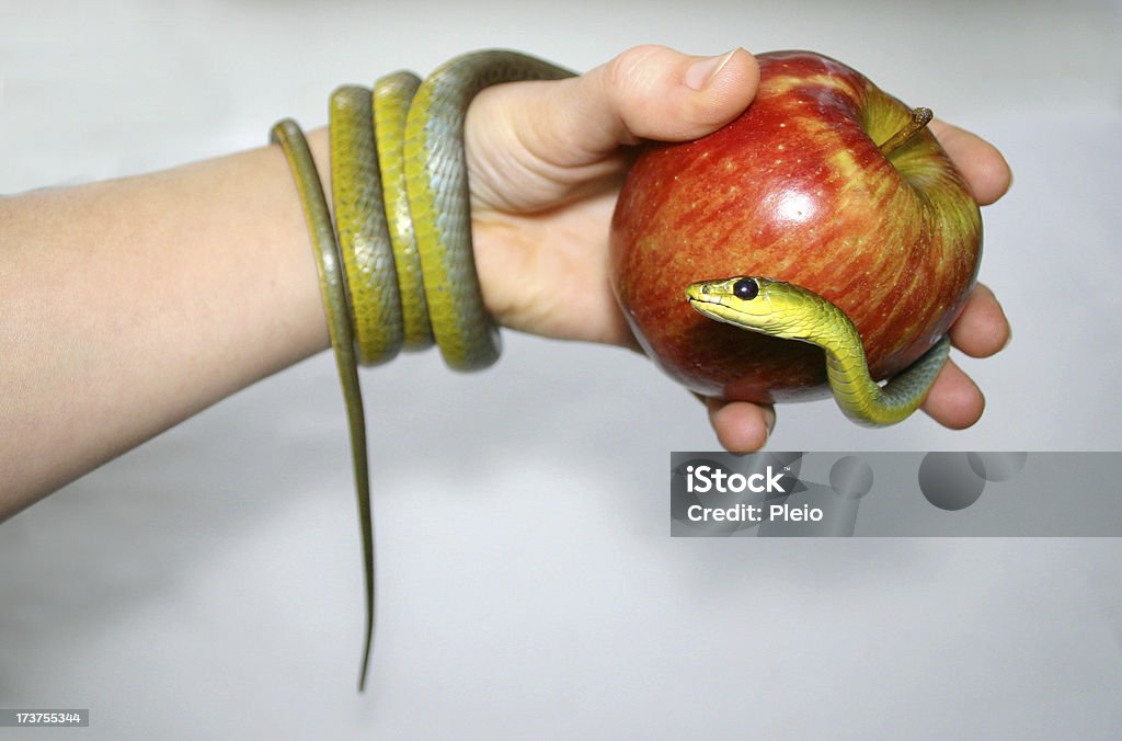 Zielone Jabłko i ręka wąż - Zbiór zdjęć royalty-free (Jabłko)
