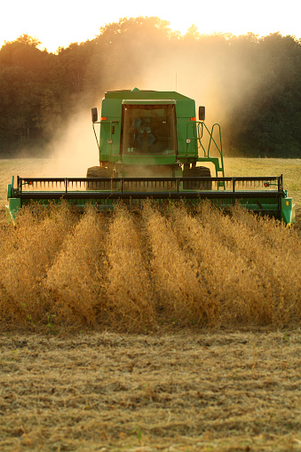 Harvesting a crop (focus on tractor; file appears grainy due to large amounts of dust in the air)