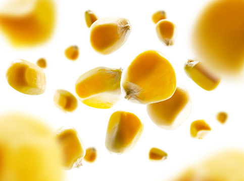Corn grains fly and levitate in space. Volumetric light from behind. Isolated on white