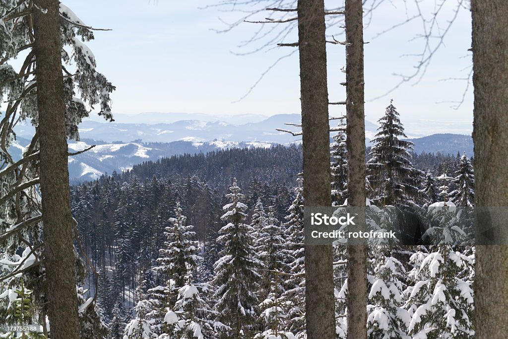 Bosque de invierno - Foto de stock de Abandonado libre de derechos