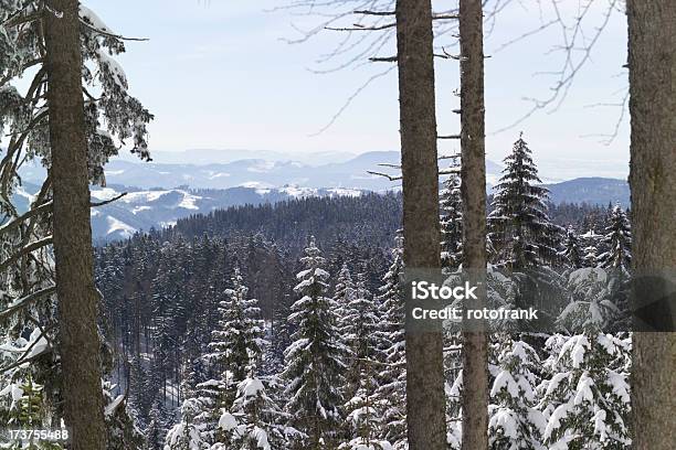 겨울맞이 임산 0명에 대한 스톡 사진 및 기타 이미지 - 0명, 가문비나무, 개념과 주제