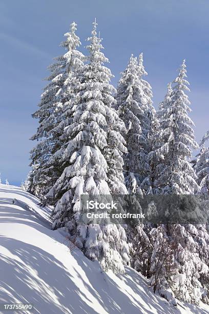 Photo libre de droit de Forêt Dhiver banque d'images et plus d'images libres de droit de Arbre - Arbre, Concepts et thèmes, Conifère