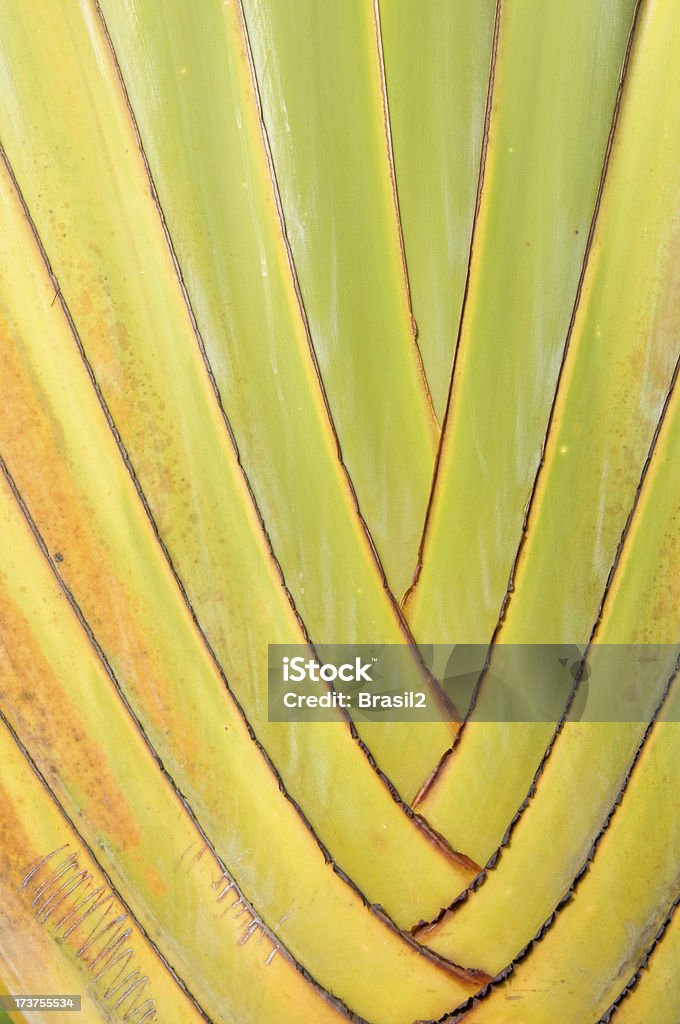 Amazon plant Close up of a beautiful plant of the amazon with natural light in the forest without flash ! Textured Stock Photo