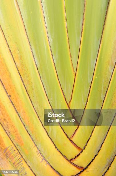 Amazon Plant Stock Photo - Download Image Now - Textured, Abstract, Amazon Rainforest