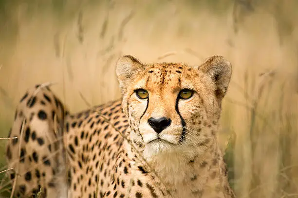 Photo of eye contact with a cheetah in the wild