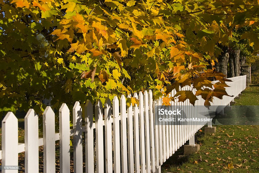 Bianco Steccato - Foto stock royalty-free di Autunno