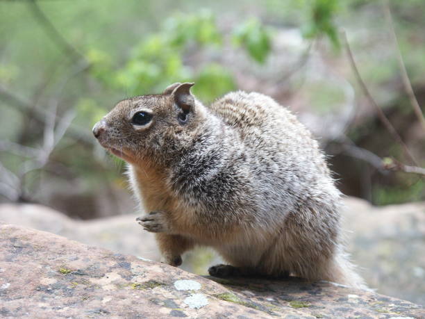 istock Rock Squirrel at Zion National Park 173755896