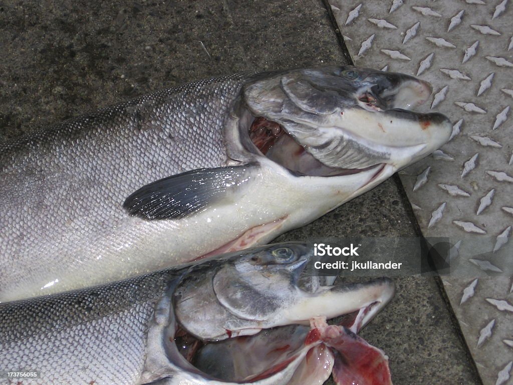 La tête de poisson sur la station d'accueil pour - Photo de Aliment cru libre de droits