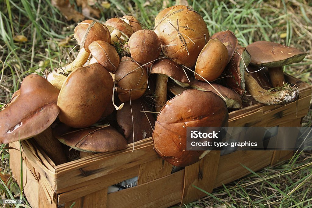 A colheita de cogumelos - Royalty-free Agosto Foto de stock