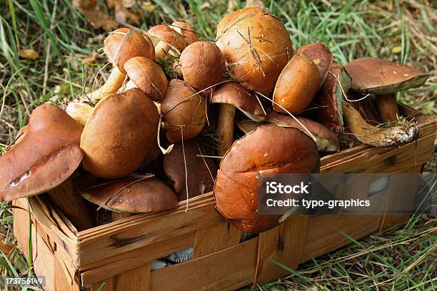 A Colheita De Cogumelos - Fotografias de stock e mais imagens de Agosto - Agosto, Agárico laranja, Alimentação Saudável