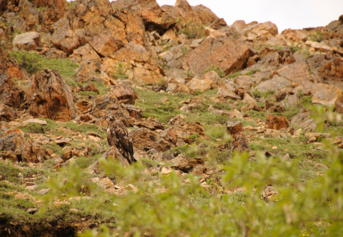 Camouflaged Eagle sitting on a rock