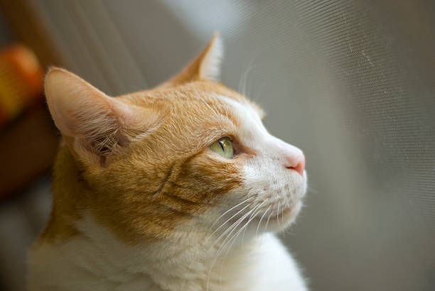 istock Cat looking out of window 173756252