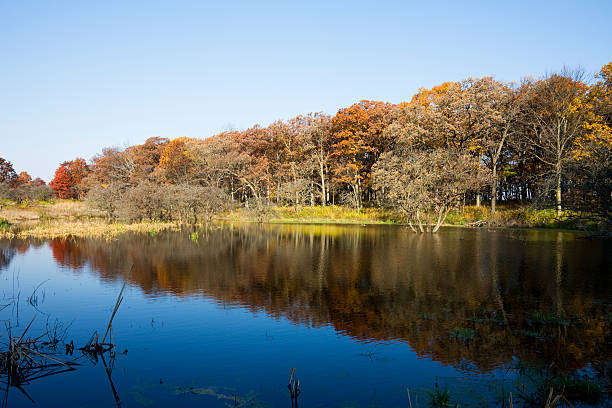 autum árboles y lago en la región central de los estados unidos - lisle fotografías e imágenes de stock