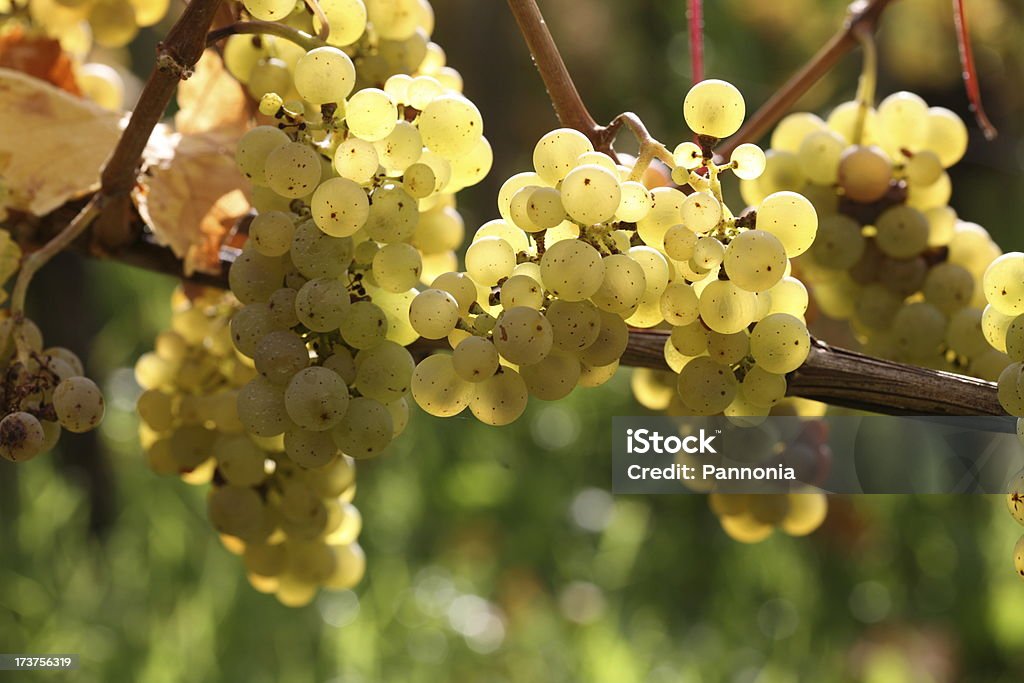 Uvas sobre vine - Foto de stock de Agricultura royalty-free