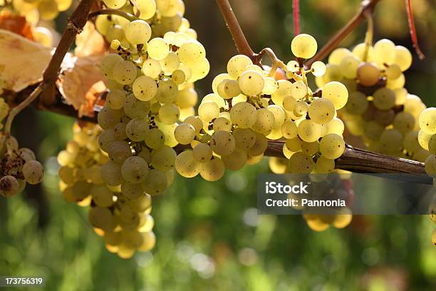 Uvas Na Vinha - Fotografias de stock e mais imagens de Agricultura - Agricultura, Ao Ar Livre, Colheita