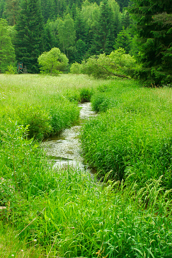 Small stream running through meadows and forests - fresh and vivid spring time green