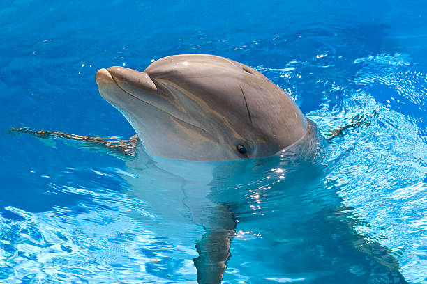 Dolphin