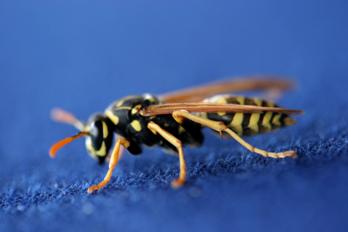 European paper wasp (Polistes diminulus)  - focus on the legs