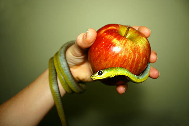 delicious apple with hand and green snake stock photo