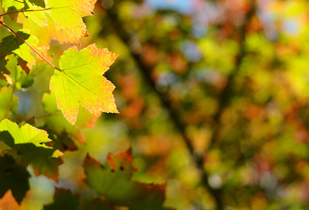 Fall Leaves stock photo