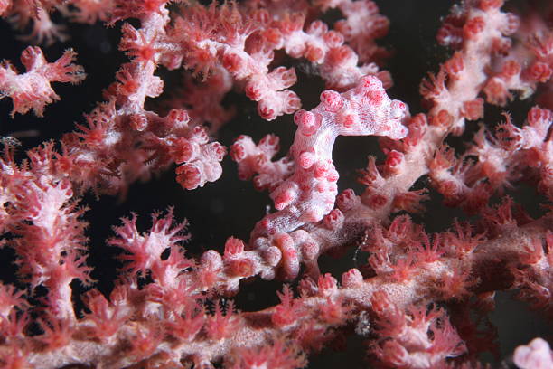 istock Shy Pygmy Seahorse 173756670