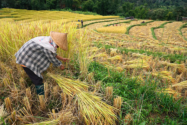 istock Harvest in rice terraces 173756860