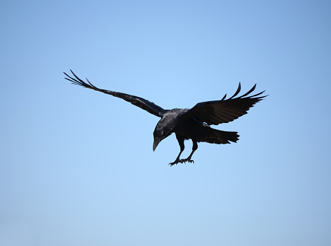 Raven descending.XL