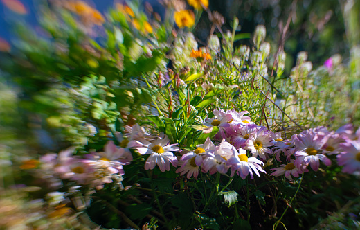 Chrysanthemum with wild flowers photographed with Lensbaby sweet 35 mm