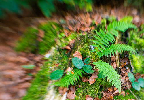 Fern and moss in autumn photographed with Lensbaby sweet 35 mm
