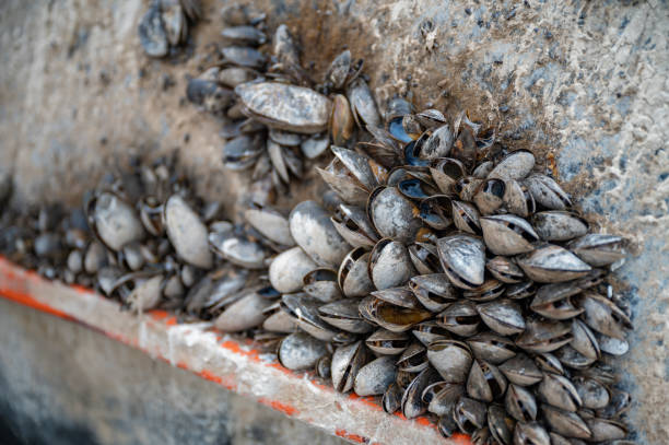 Opened shells attached to a ship at the harbor, Seydisfjordur, Iceland