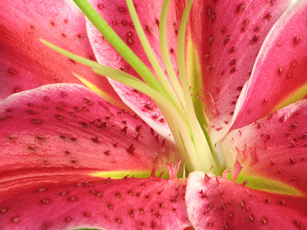 Stargazer Lily closeup Macro of stargazer lily. Abstract & very intense natural color. 1st in series stargazer fish stock pictures, royalty-free photos & images