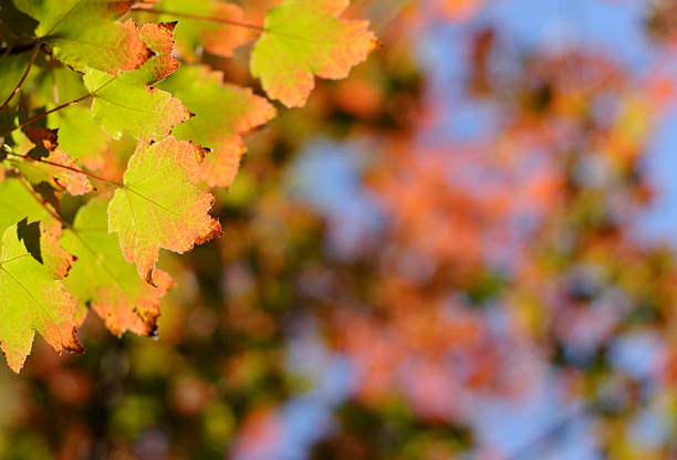 Fall Leaves stock photo