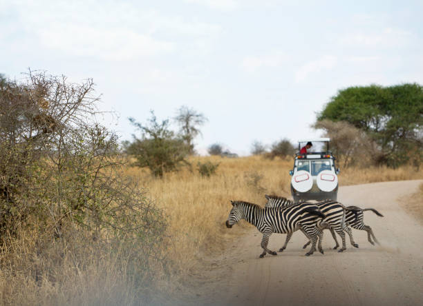 istock Zebras crossing dusty road 173757762