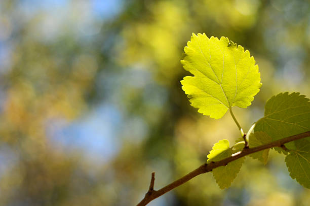 Leaf stock photo